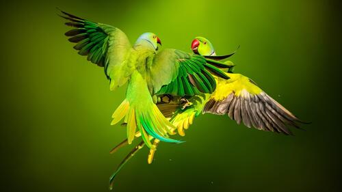 Two green parrots dancing in flight