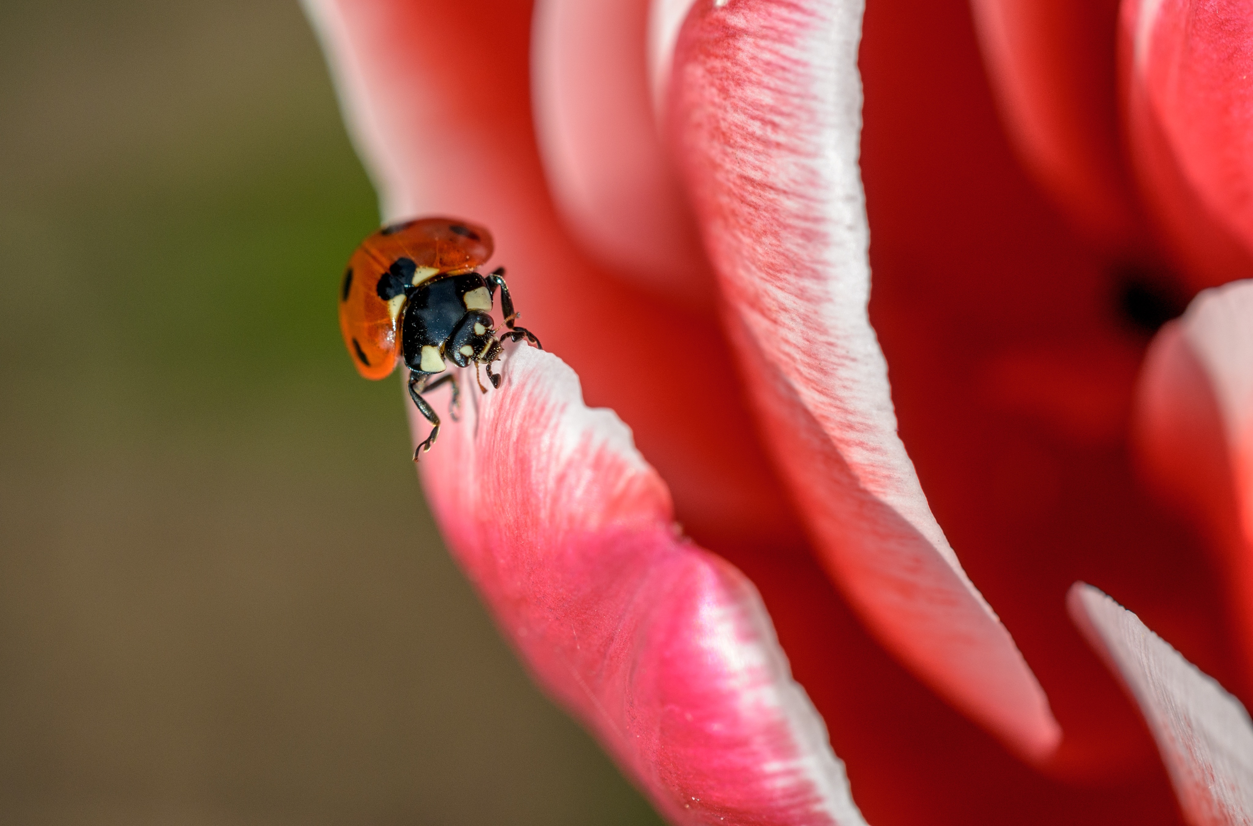 免费照片红色花瓣上的小瓢虫