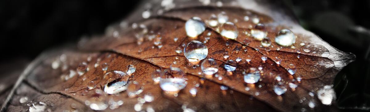 Raindrops on a dried leaf