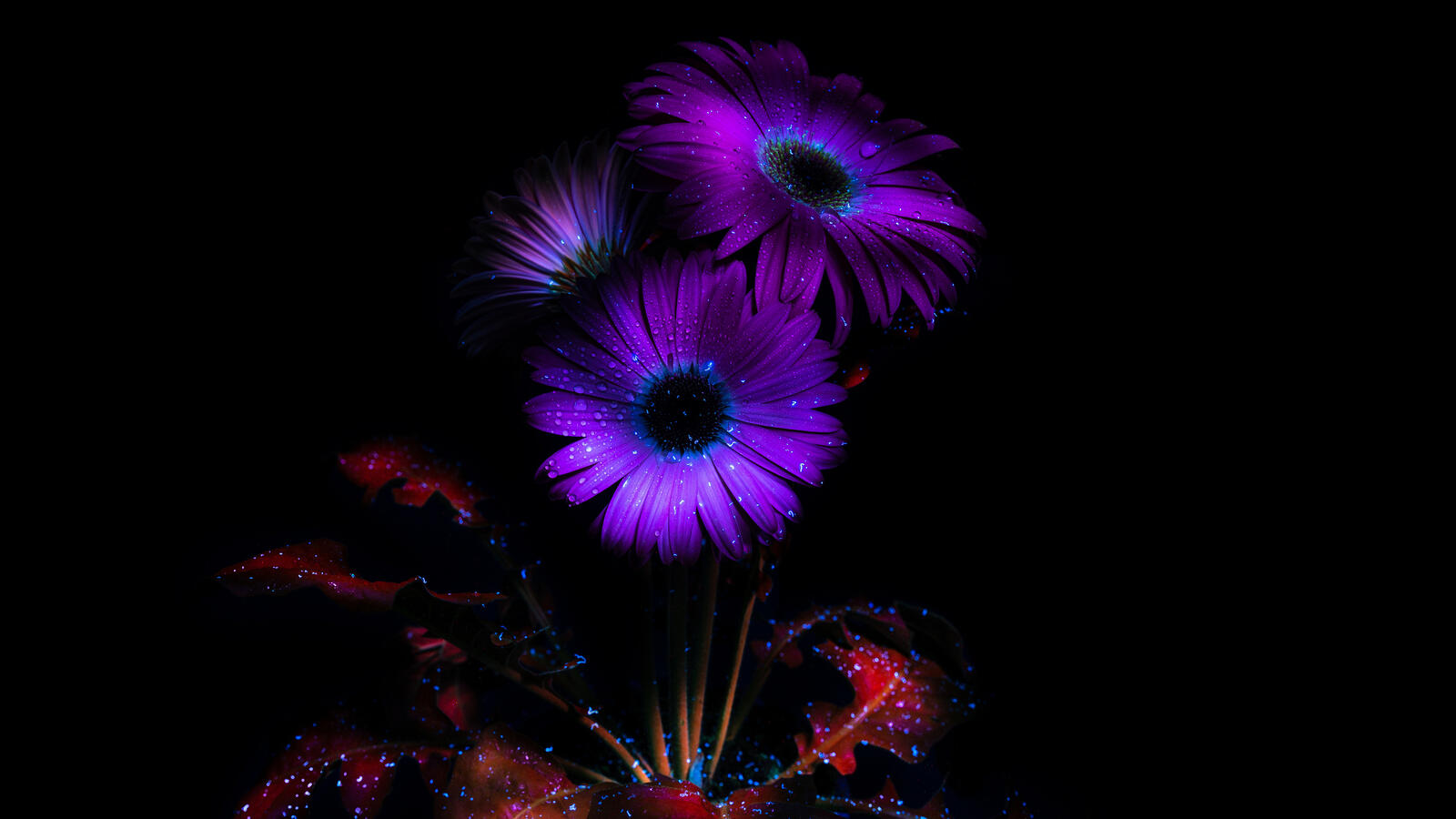 Бесплатное фото Лунный свет освещает фиолетовый цветок