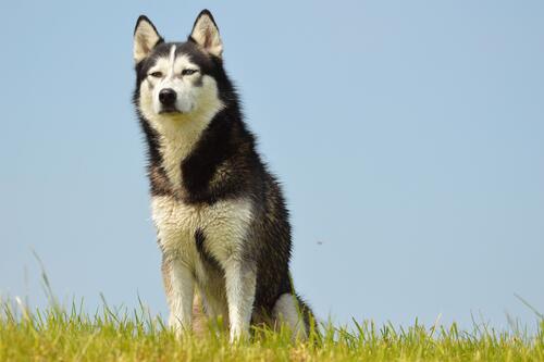 Husky sits on the green grass and looks into the distance