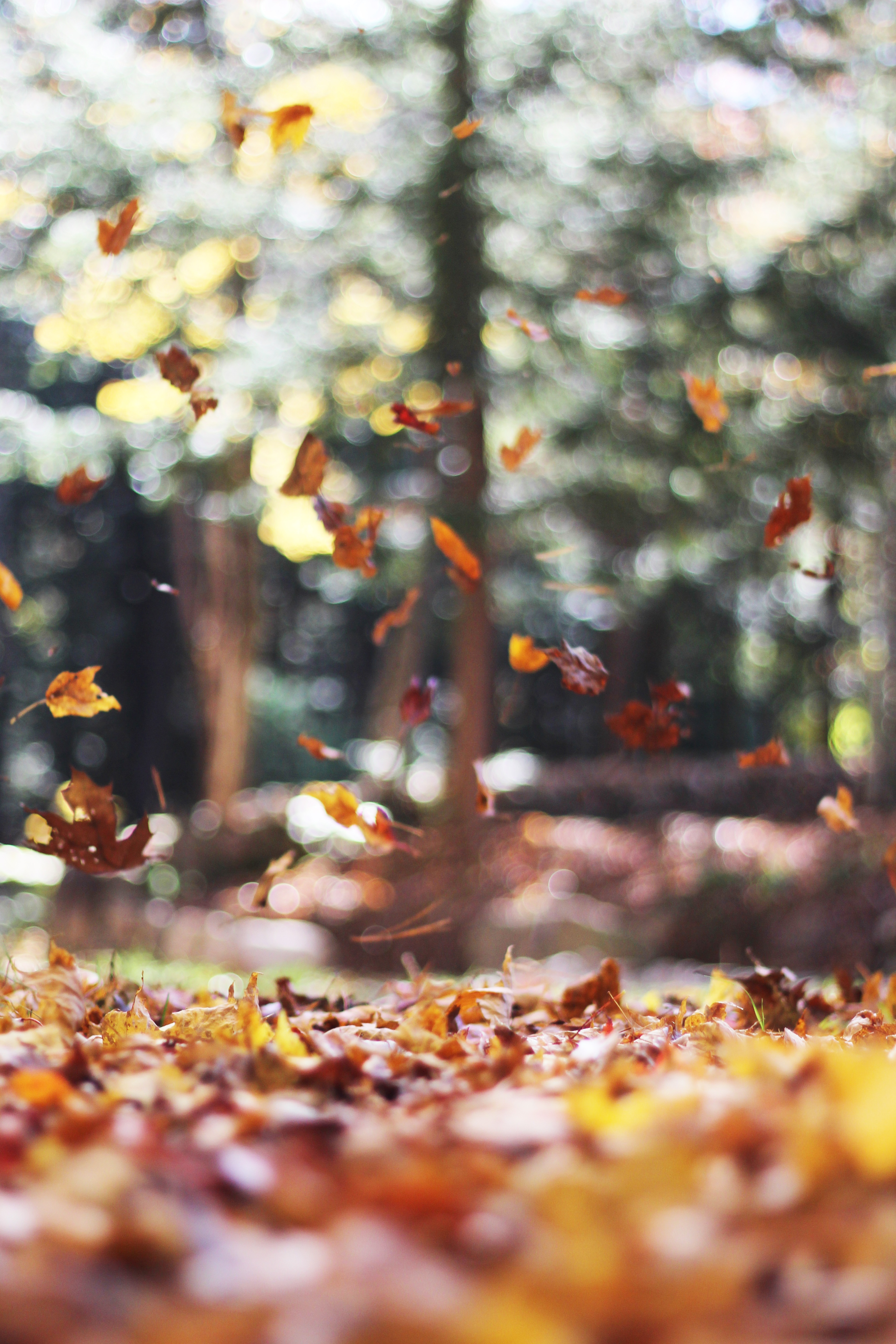 Бесплатное фото Осенняя листва