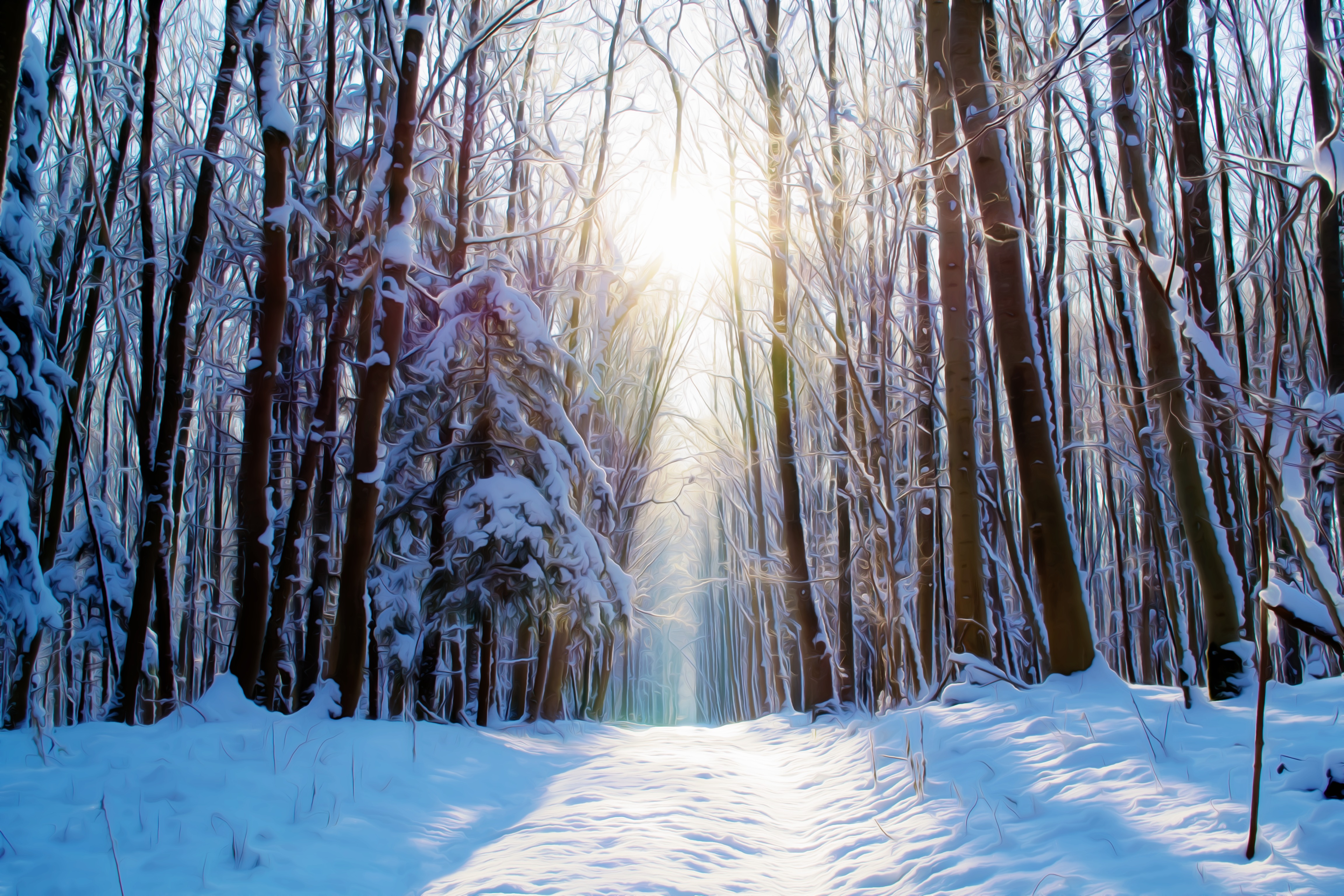 Бесплатное фото Солнечный свет в зимнем лесу