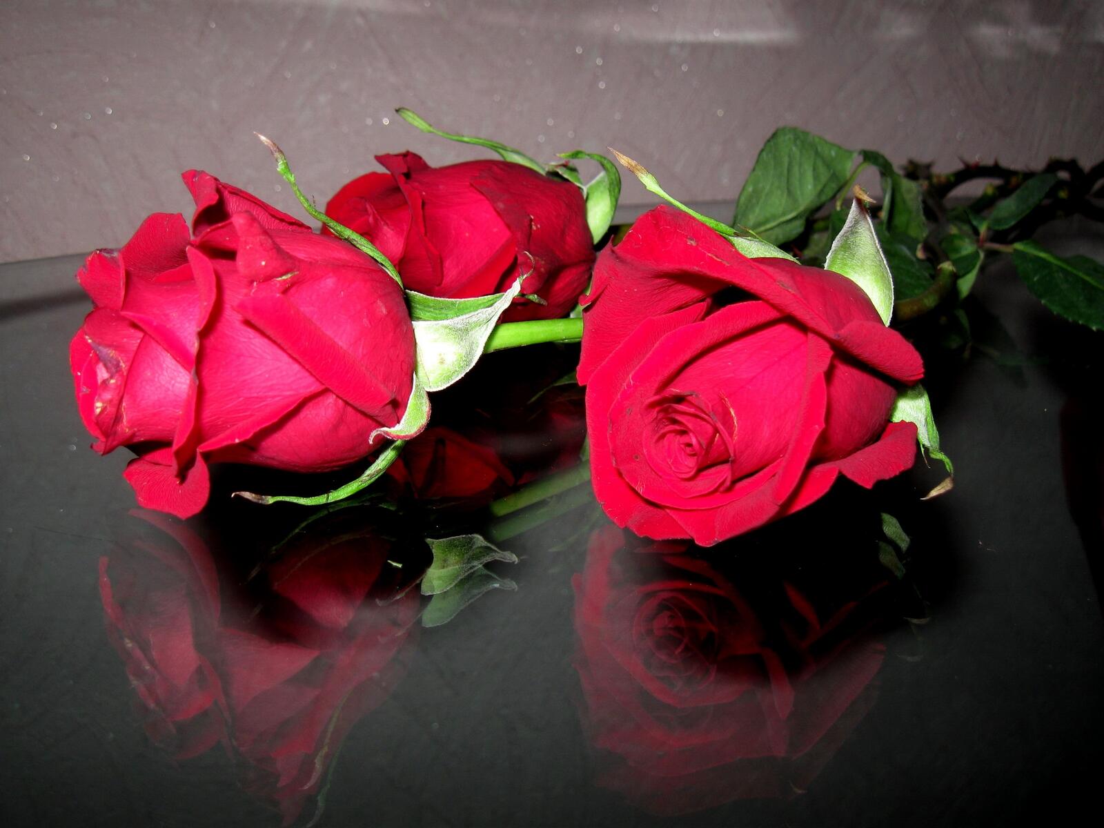 Free photo Three red roses for Valentine`s Day.