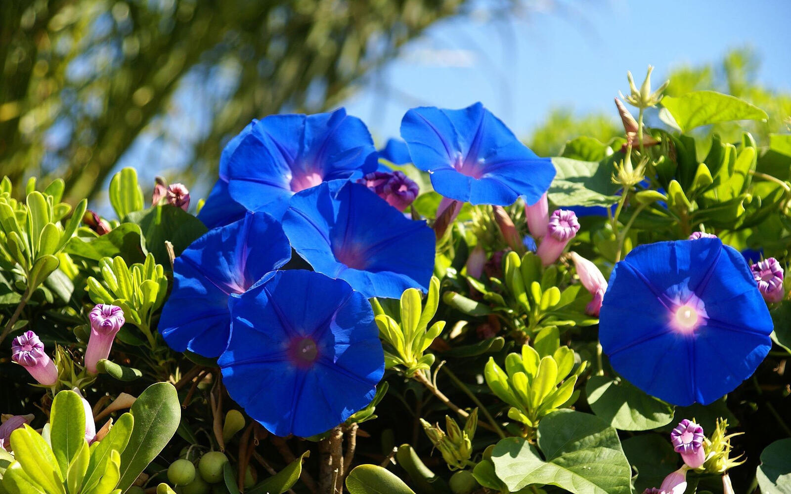 桌面上的壁纸蓝色花朵壁纸 成熟 春季