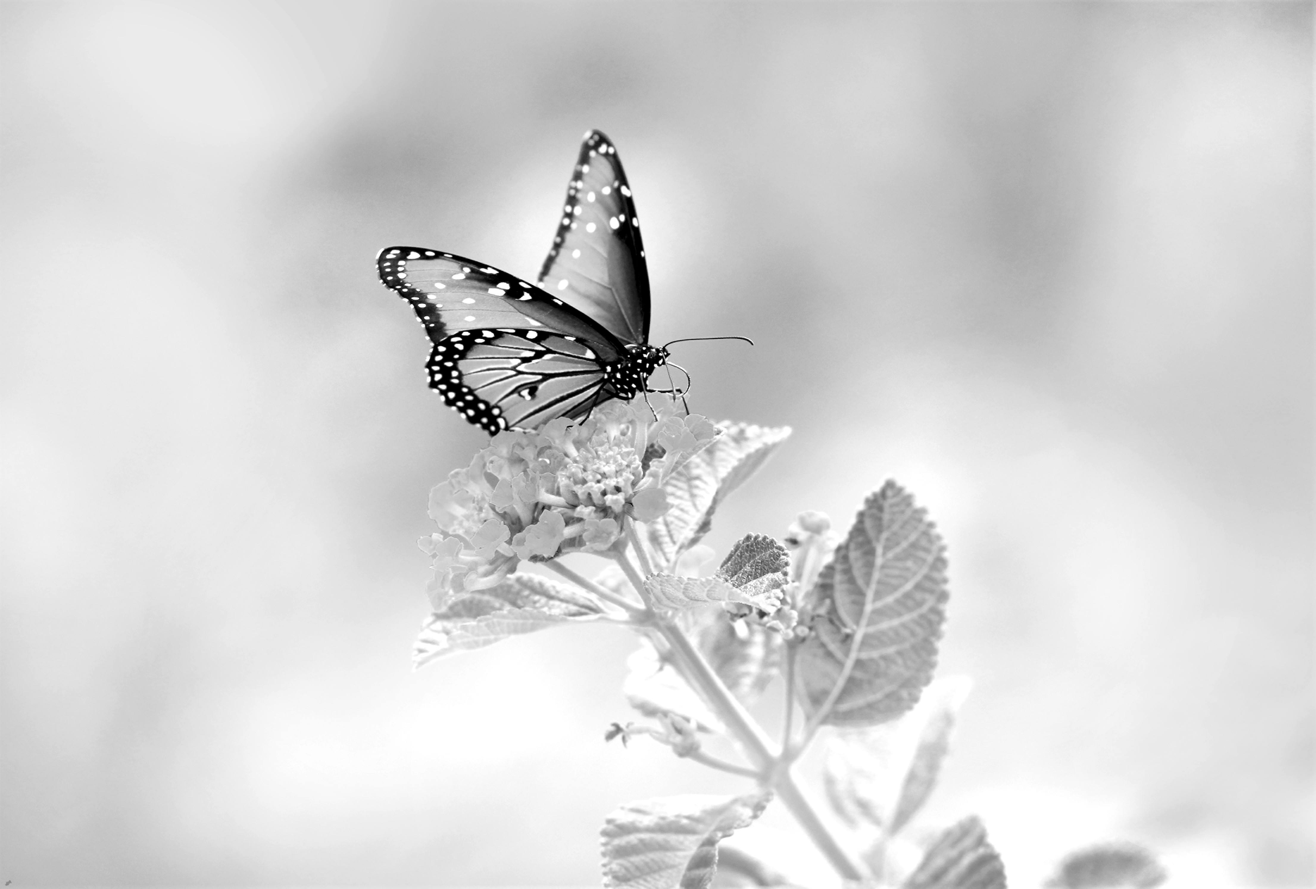 黑白照片中花朵上的蝴蝶
