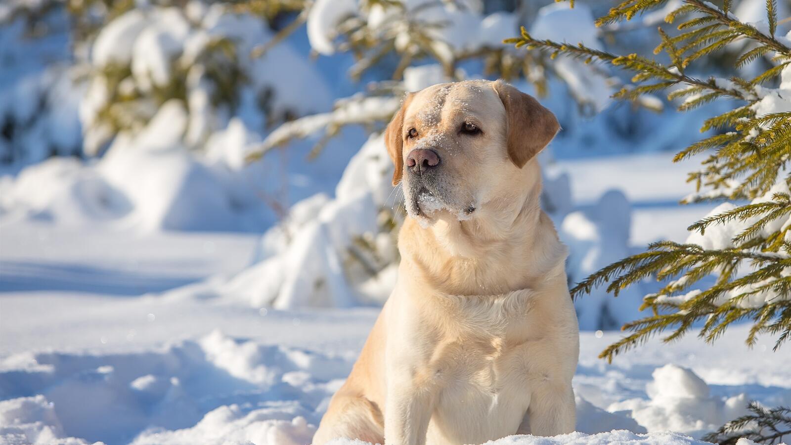 免费照片轻型拉布拉多猎犬在冬季散步