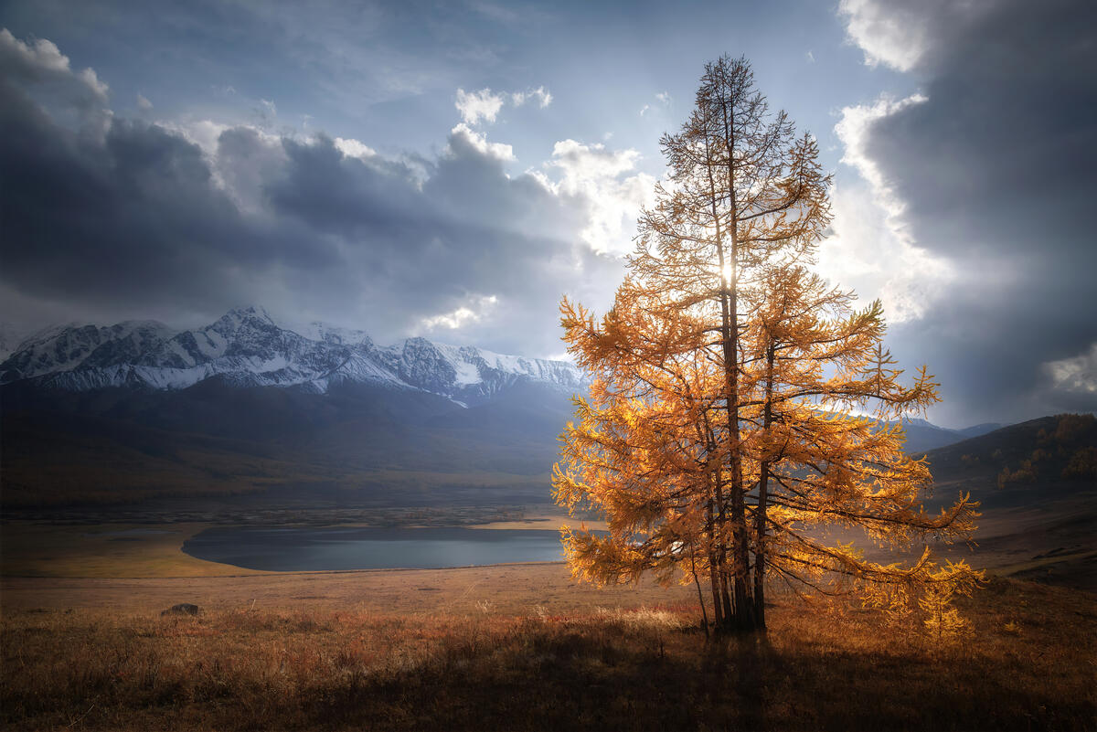 Одинокое дерево на фоне горы и озера