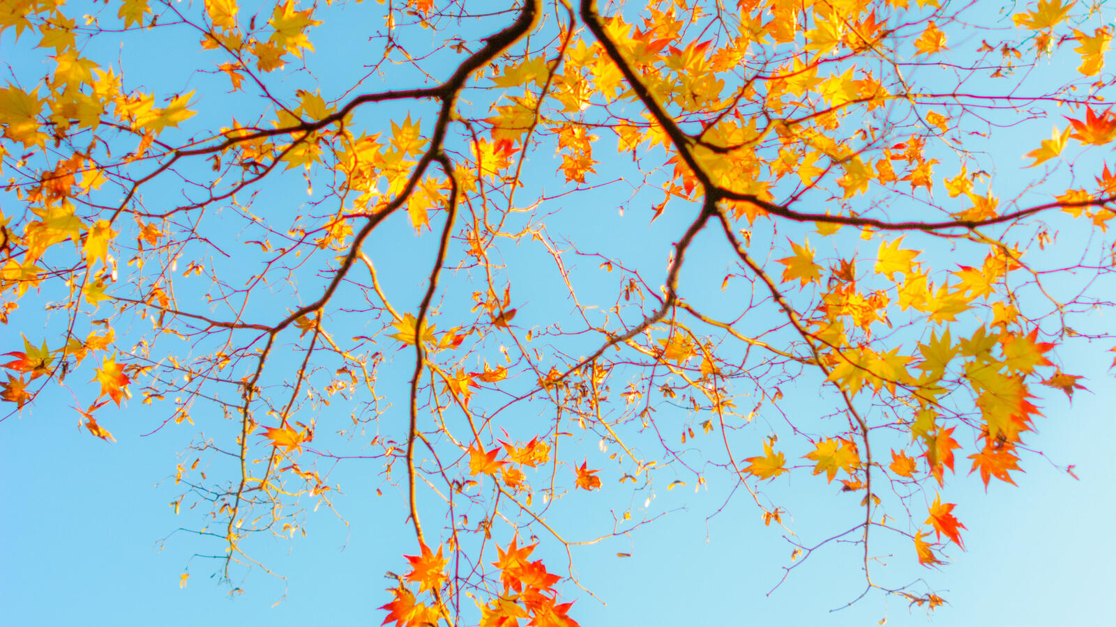Бесплатное фото Осенние желтые листья клена