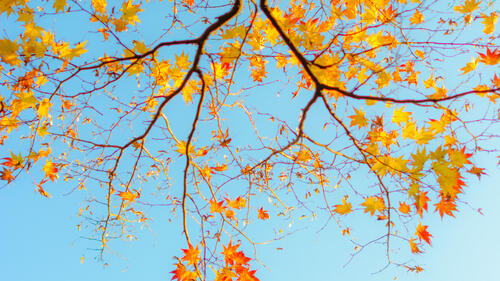 Осенние желтые листья клена