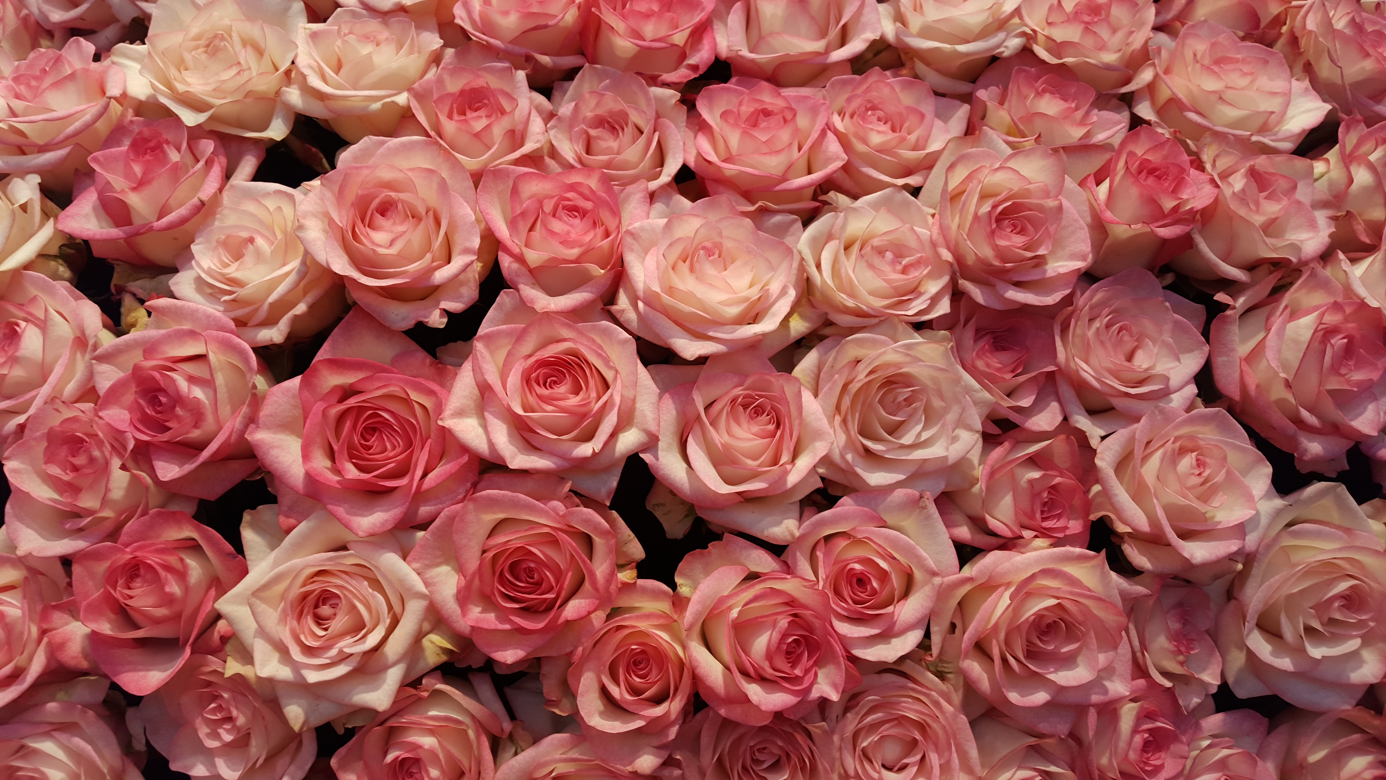 A background of pink roses