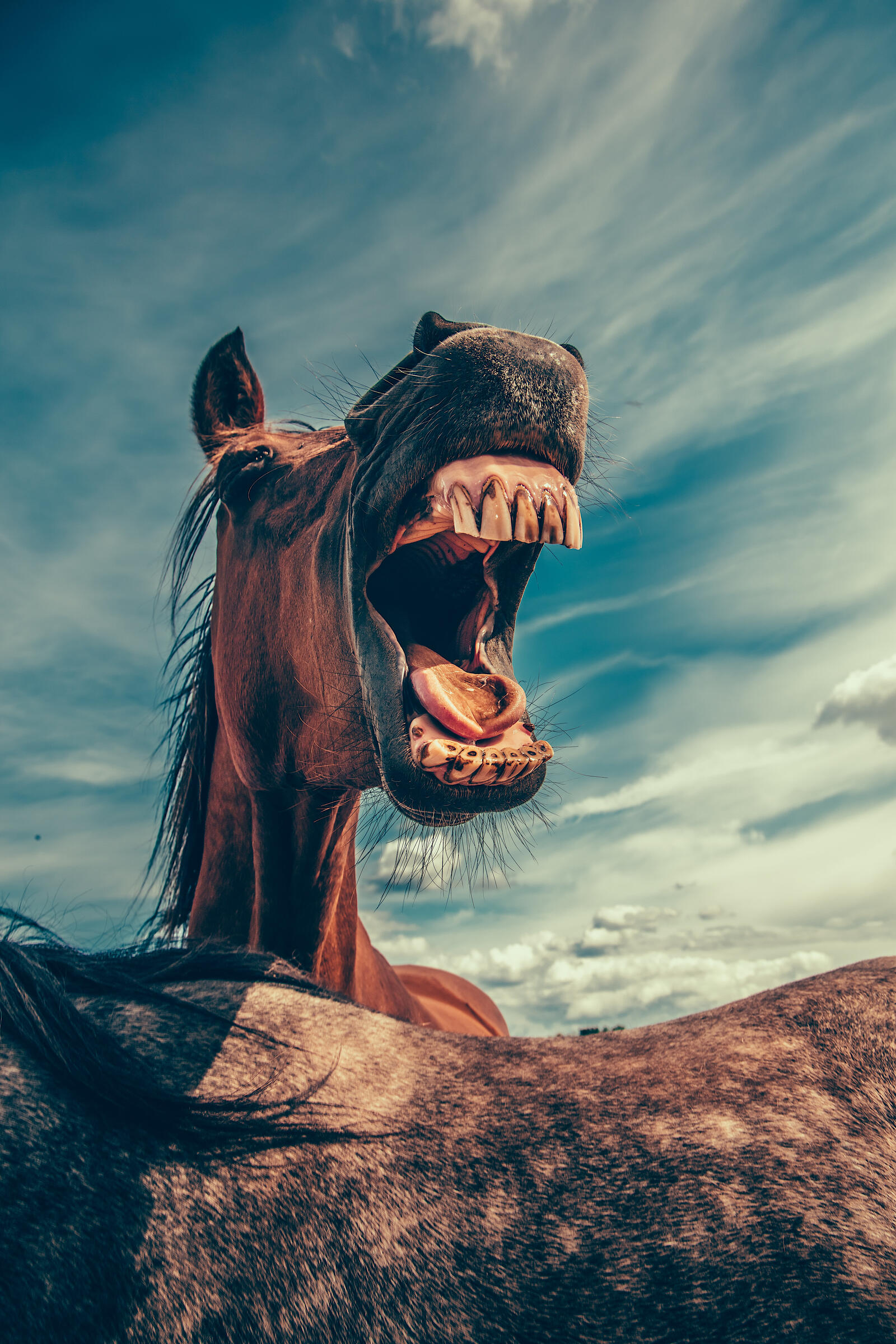 Wallpapers grin horse animal on the desktop