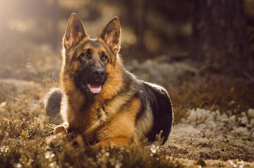 A German Shepherd lies on the ground and looks into the distance