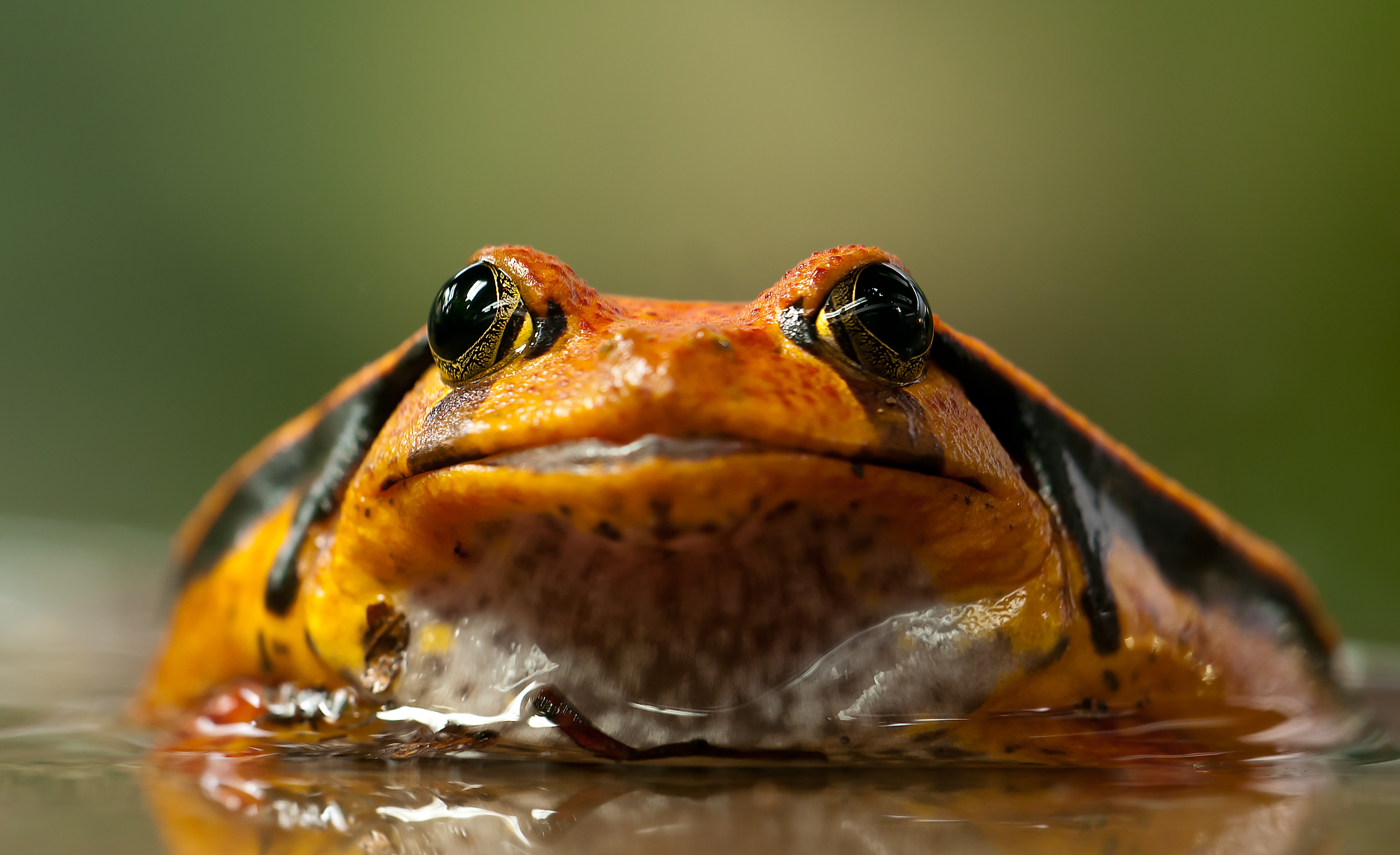 Оранжевая жаба в воде
