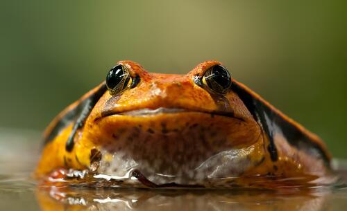 Orange toad in the water