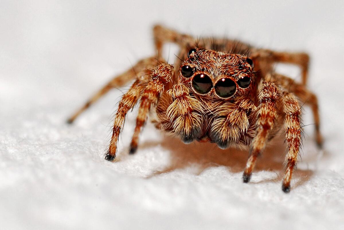 Spider araneus close-up