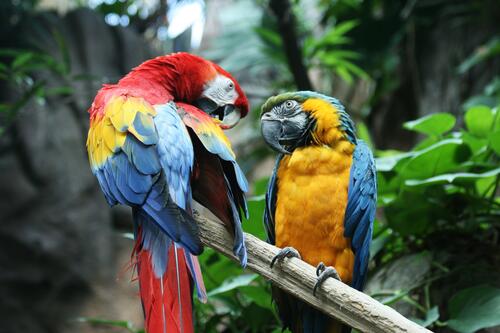 Два попугая макао сидят на веточке