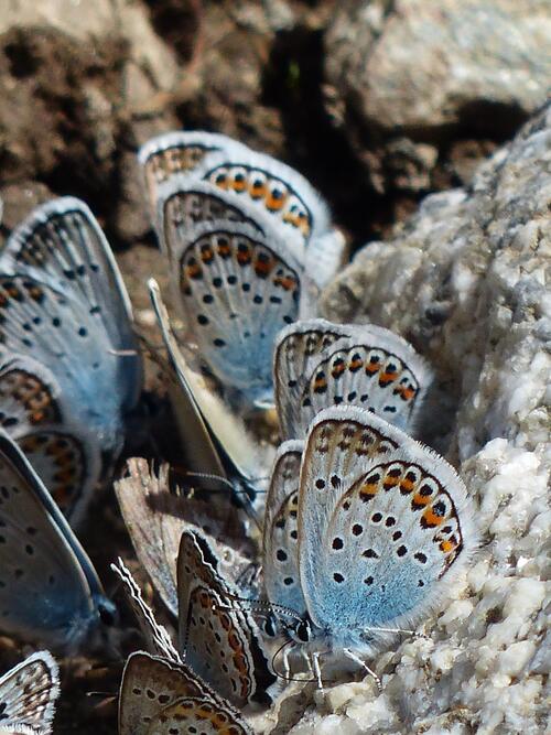 Butterflies with blue-colored wings.