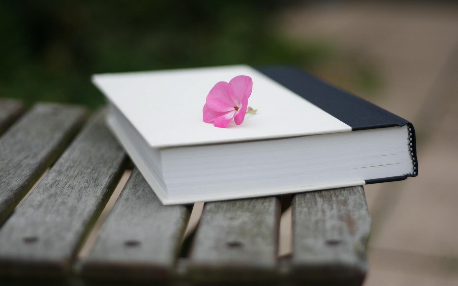 Free photo The little pink flower on the book