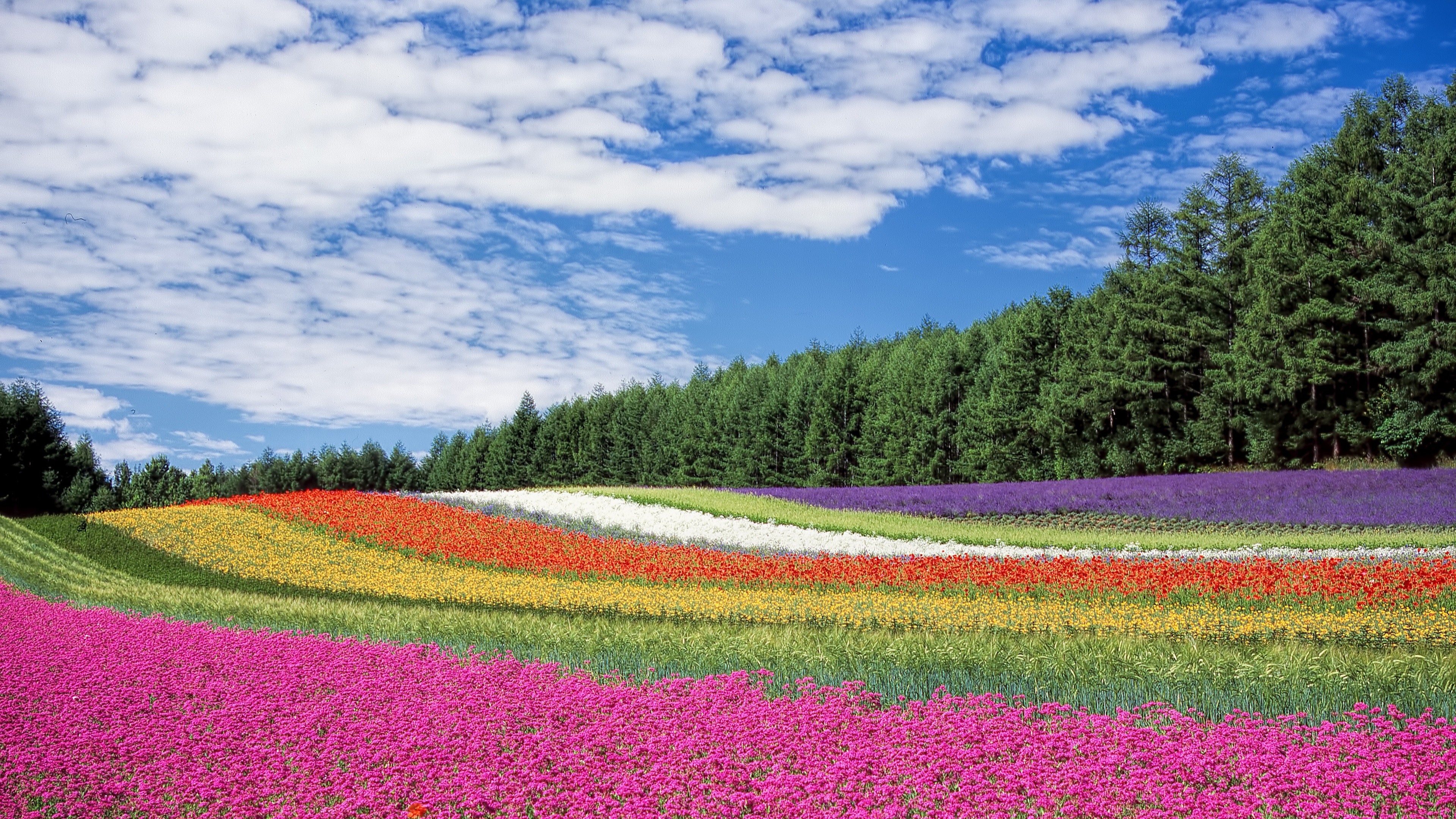 Бесплатное фото Красочное цветочное поле