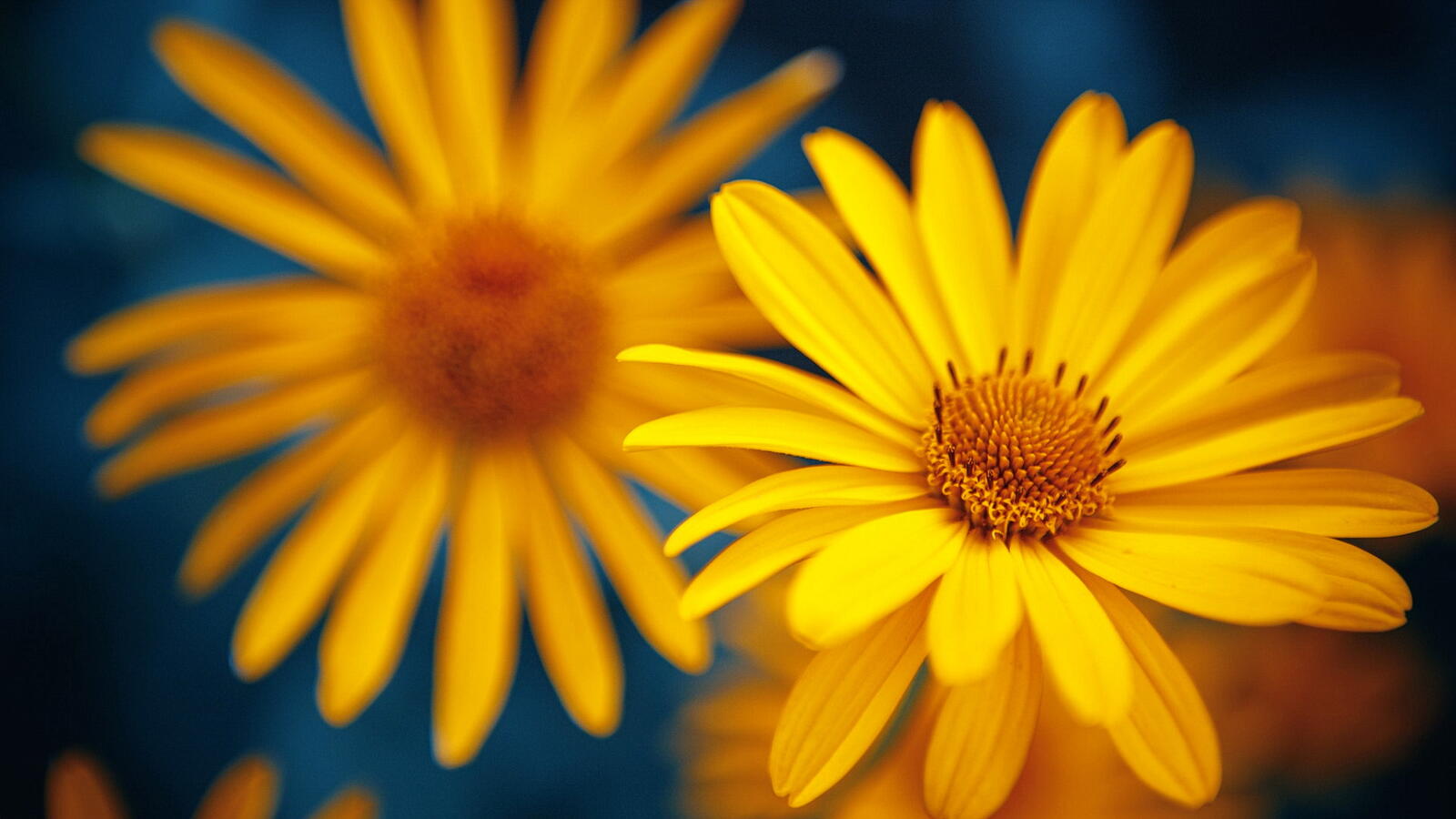 Бесплатное фото Желтые цветы и свет