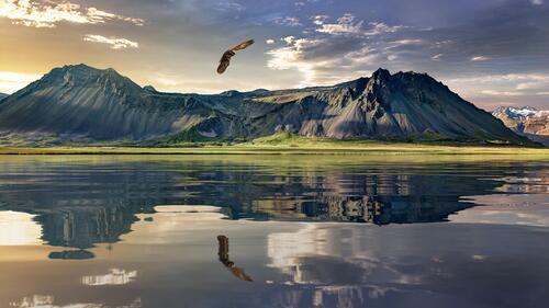 An eagle flying over the lake with the mountain in the background