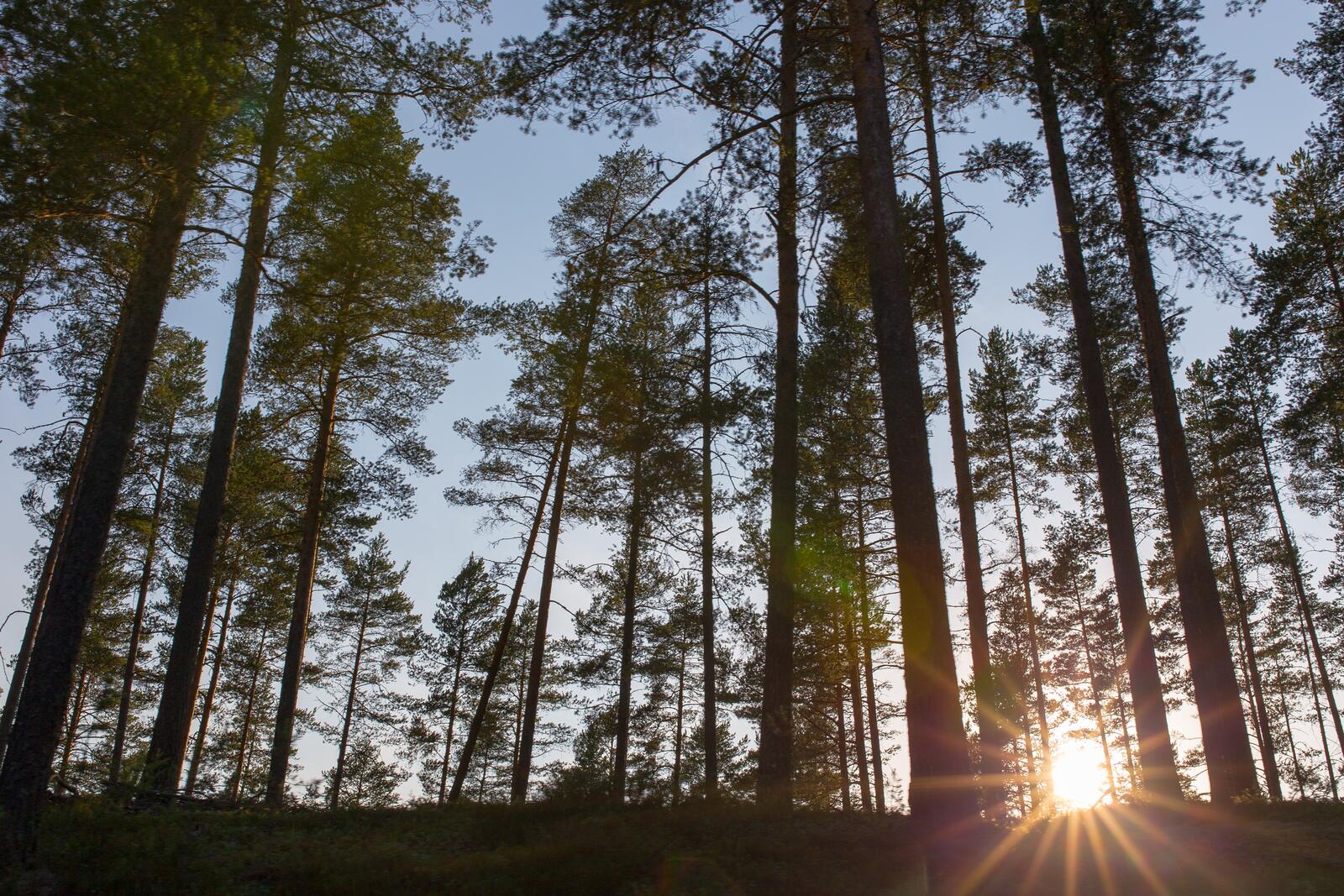 Бесплатное фото Солнышко в хвойном лесу