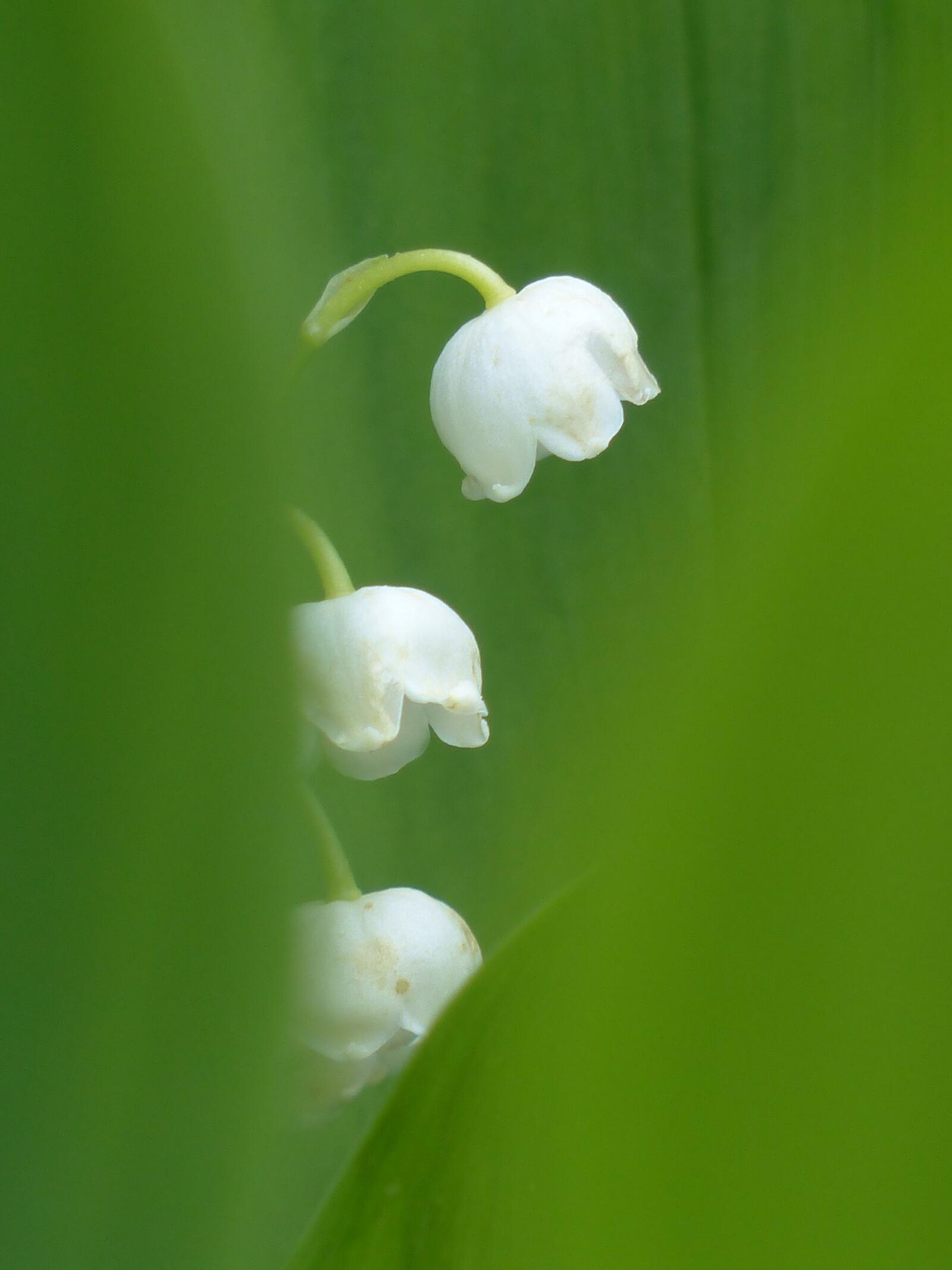 Бесплатное фото Конвалярия майялис белые цветки на зеленом фоне