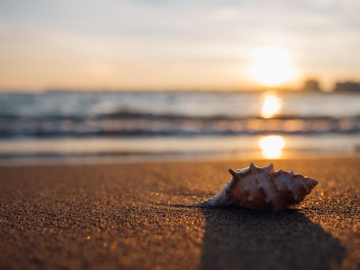 A large seashell lies on a sea beach during sunset