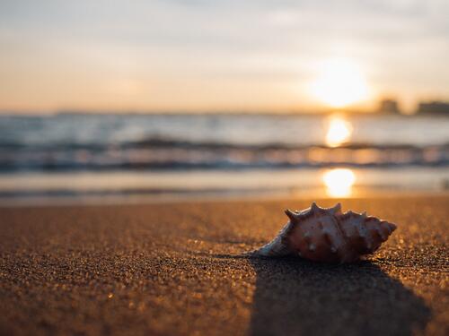Большая ракушка лежит на морском пляжу во время заката