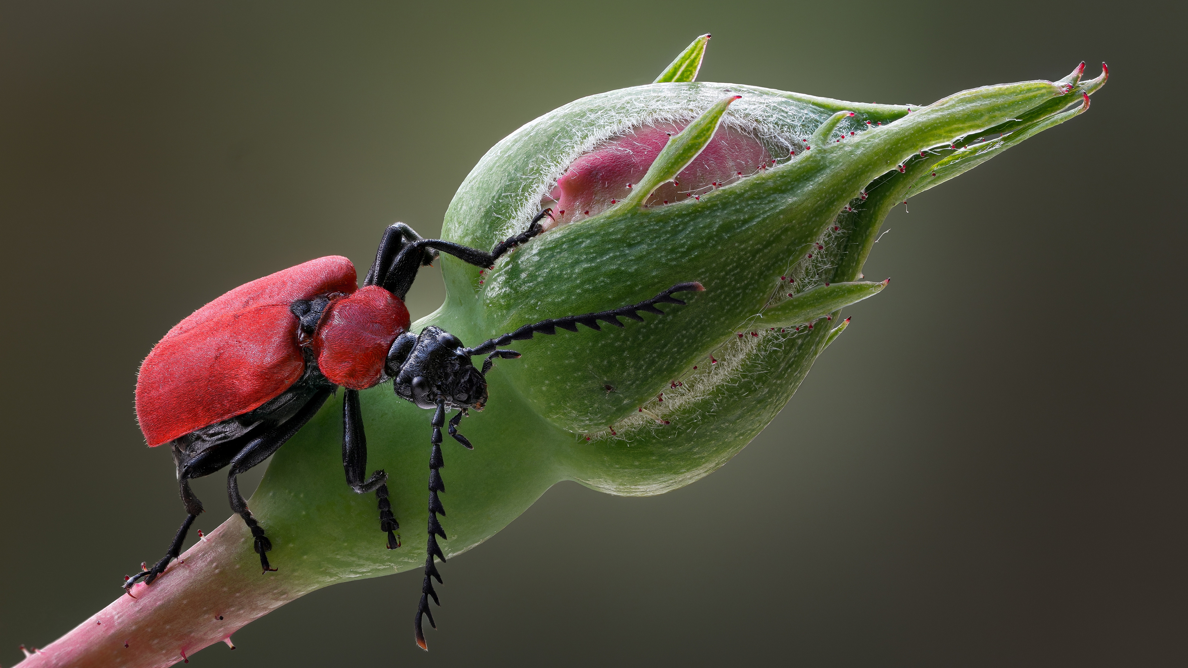 花上的小红甲虫