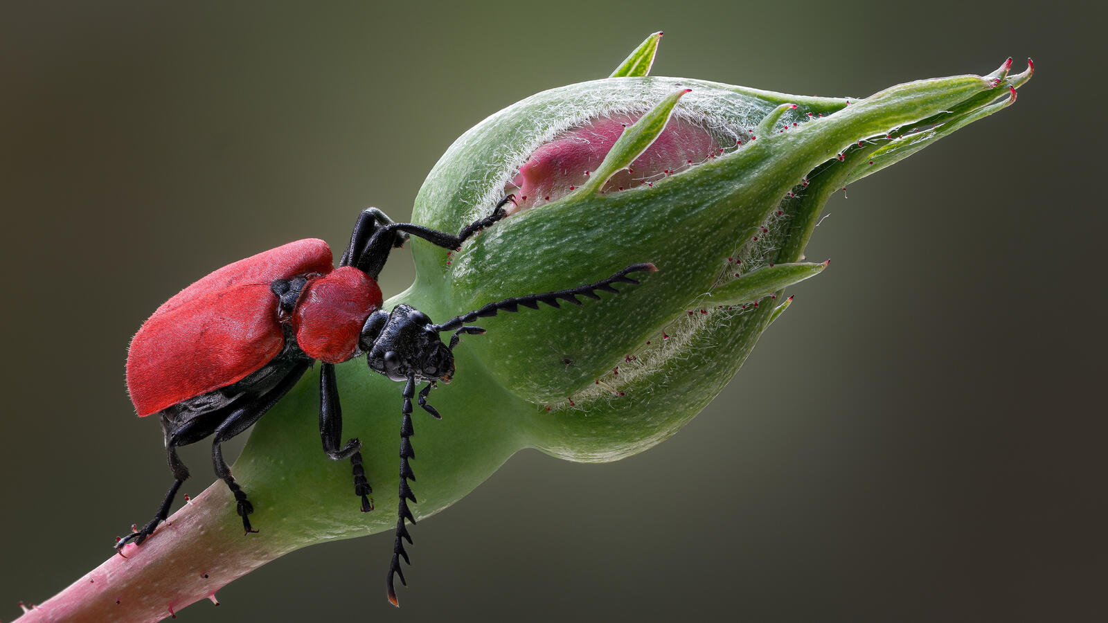 Бесплатное фото Маленький красный жук на цветке