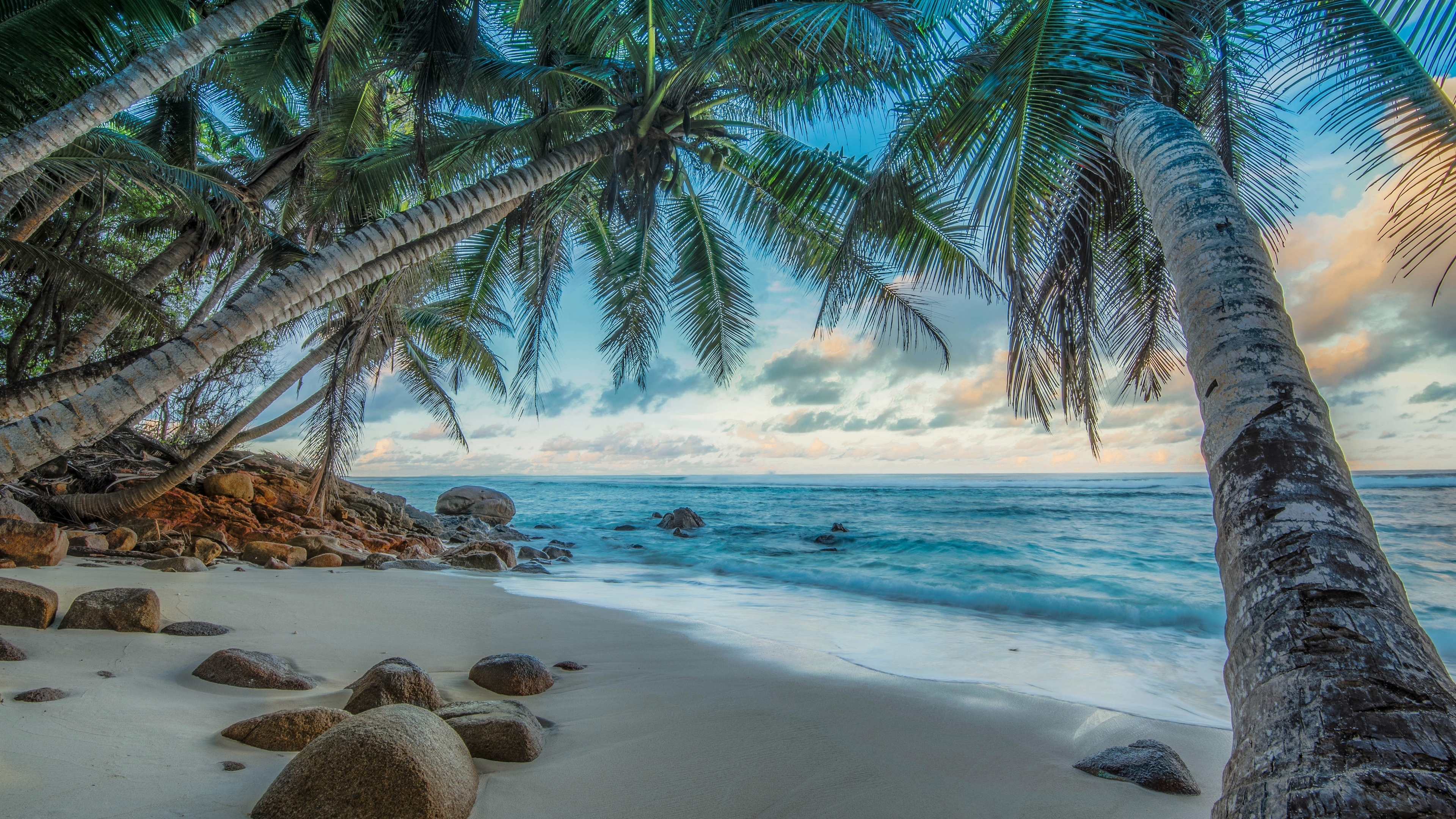Бесплатное фото Пальмовые деревья на морском песчаном пляже