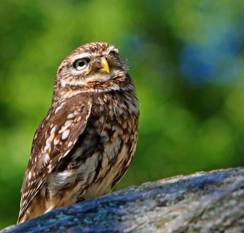 An owl sits on a rock in the sunlight