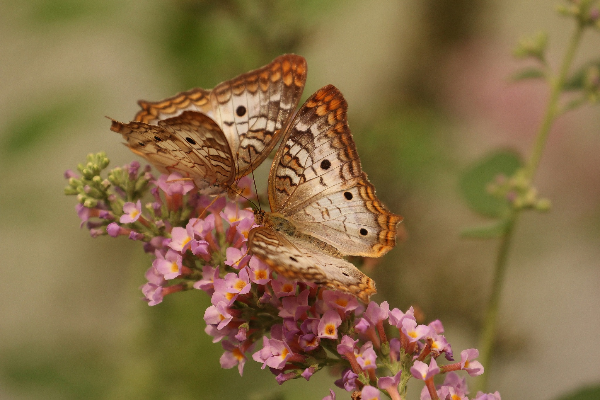 免费照片两只相同的蝴蝶坐在开满粉色花朵的树枝上