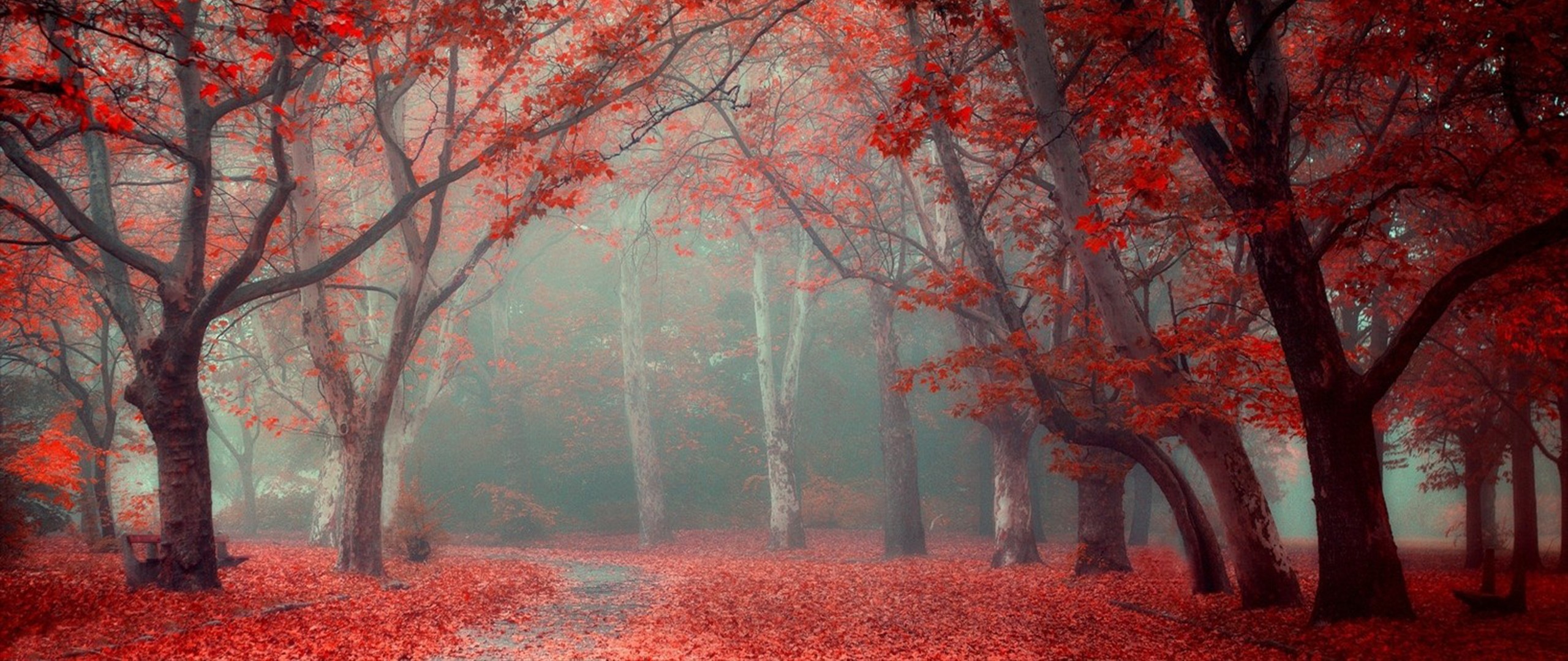 Бесплатное фото Природа с красной листвой