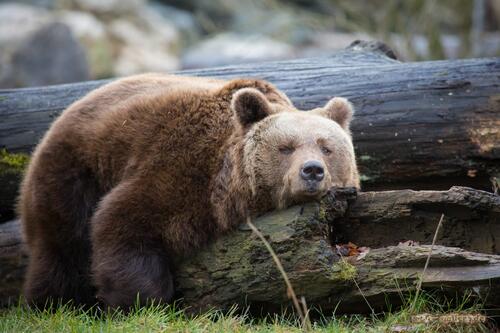 A bear resting on a tree trunk