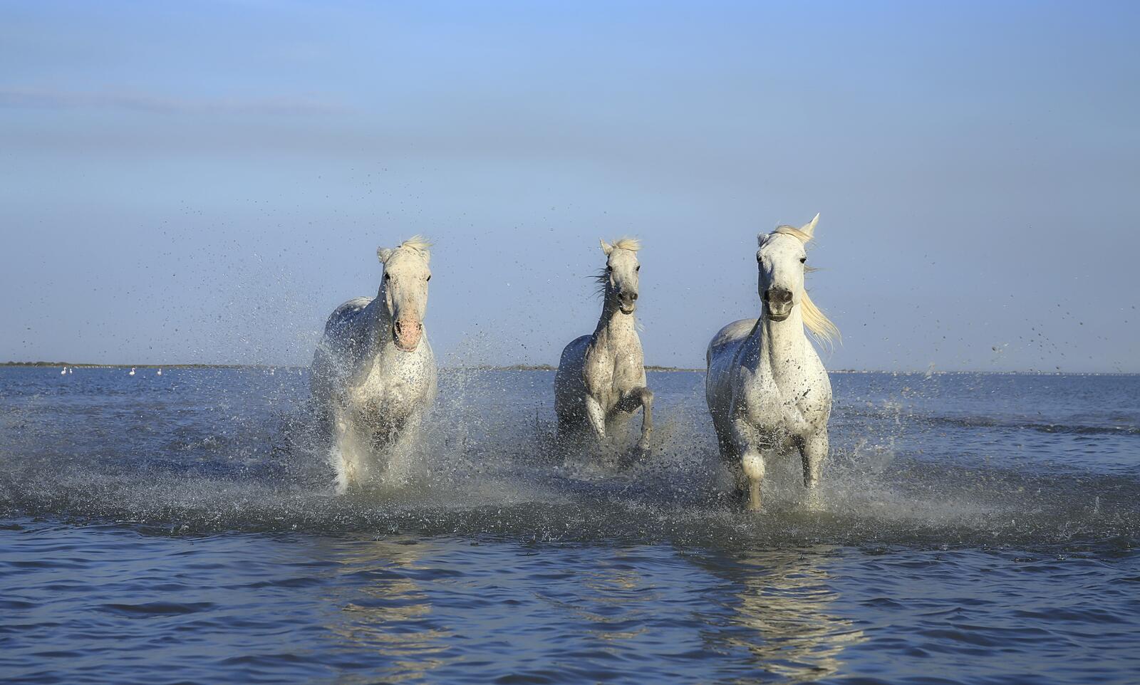 Free photo White horses running on the water