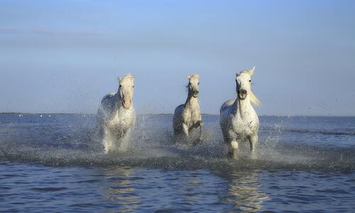 Белые лошади бегут по воде