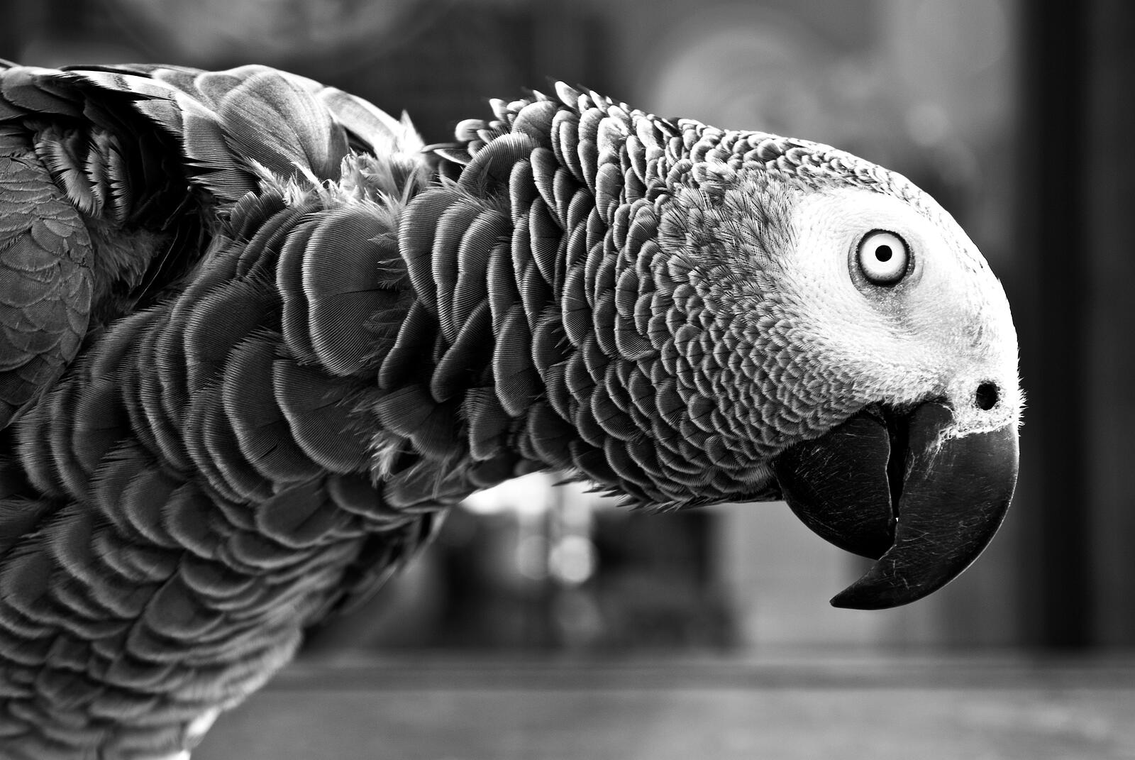 Попугай ара на монохромном фото
