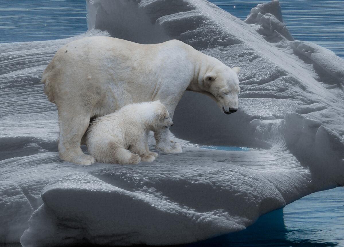 Белая мама медведица с медвежонком на большом айсберге