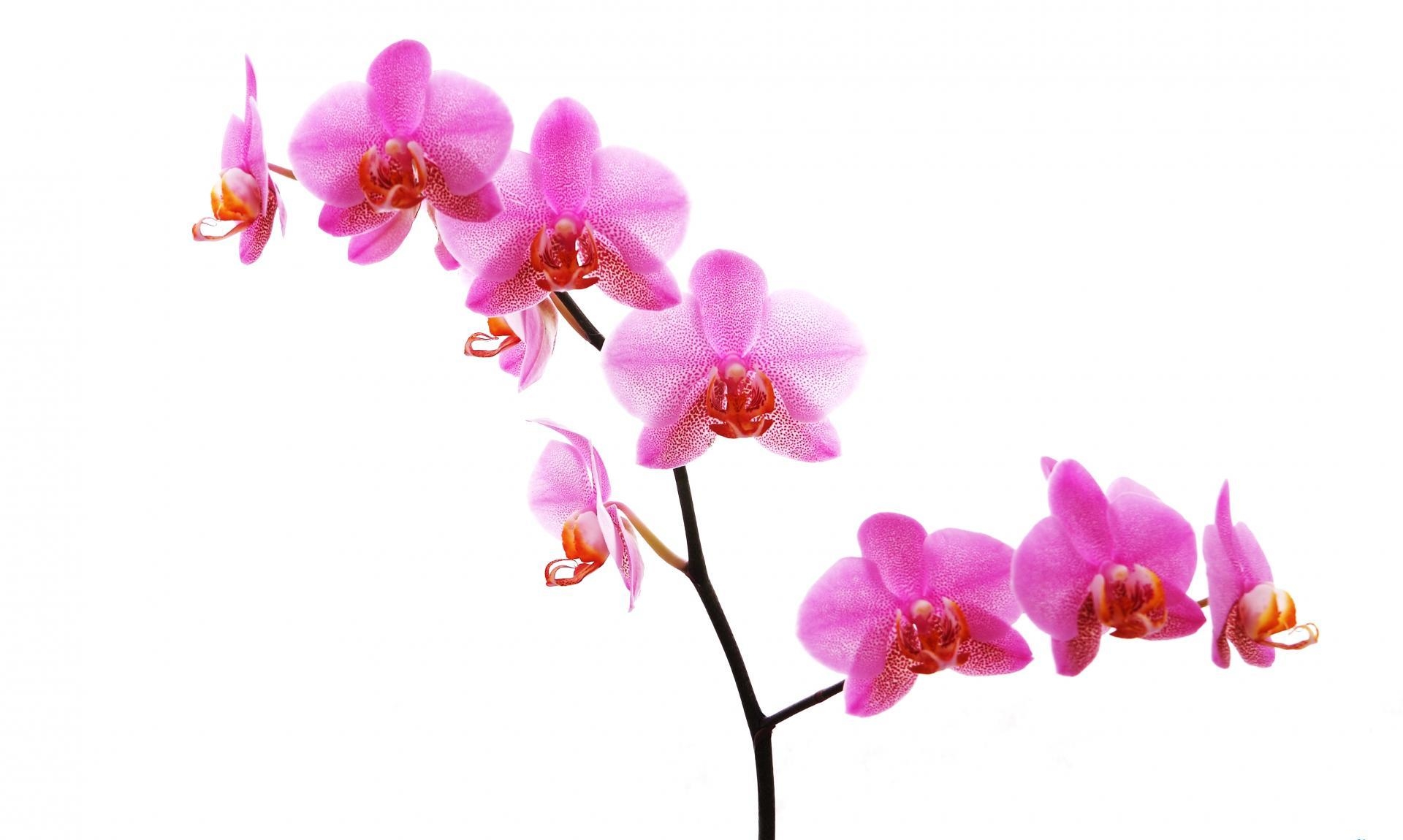 Wallpapers orchid flower twig on the desktop