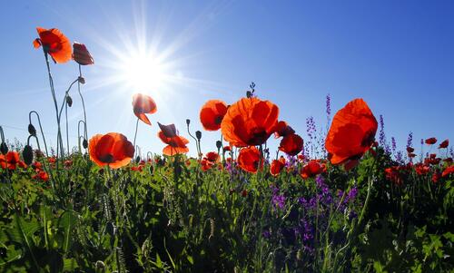 A poppy field on a sunny afternoon