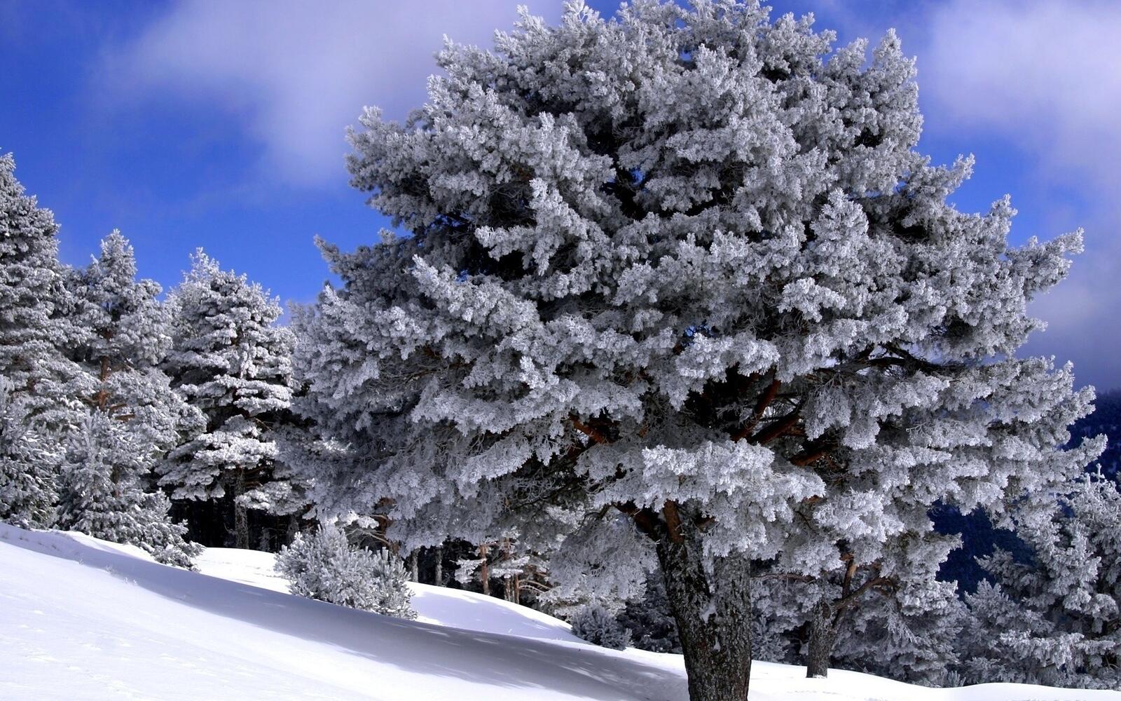 Бесплатное фото Зимняя природа