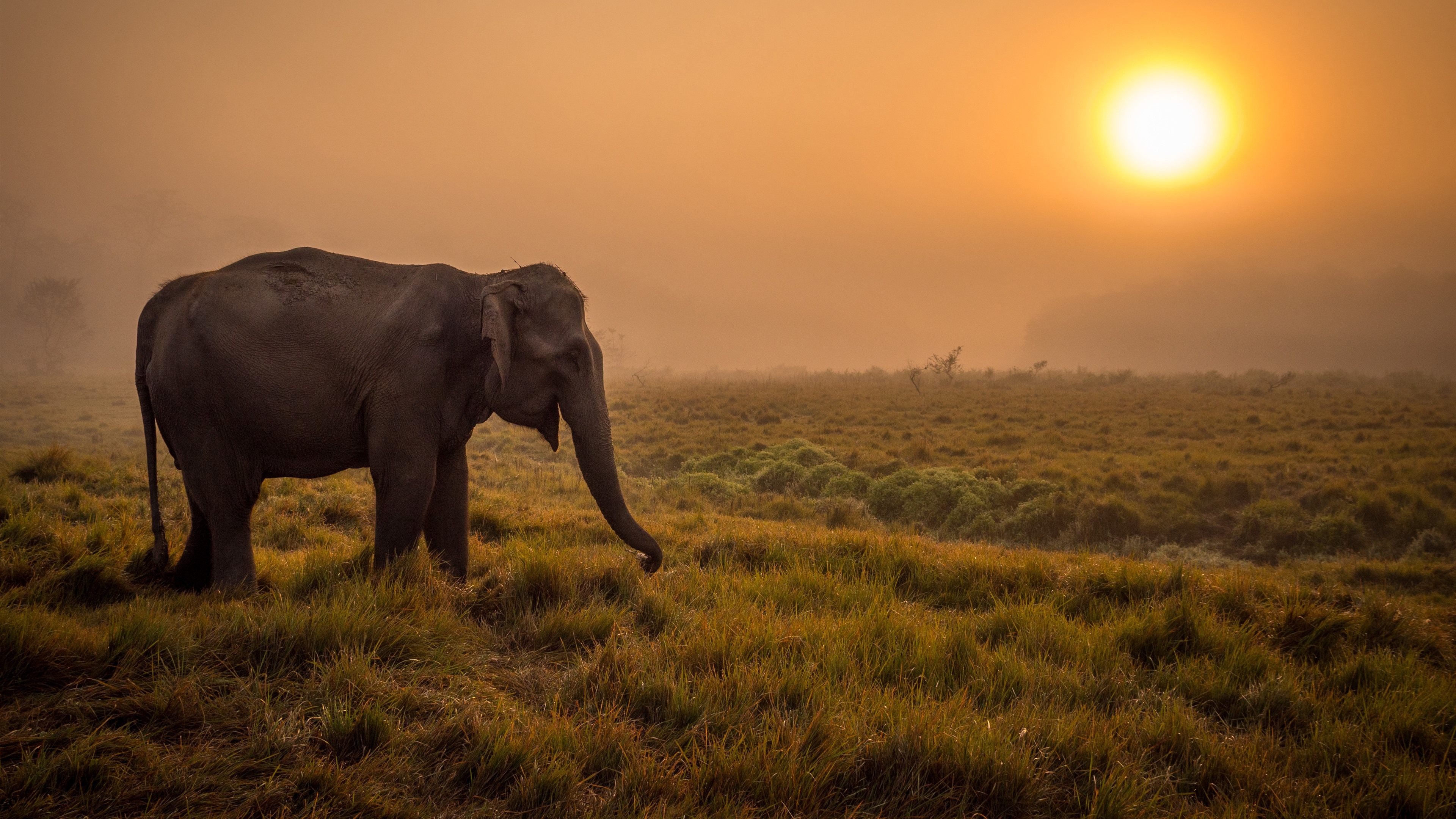 Free photo An elephant in a large foggy field during sunset
