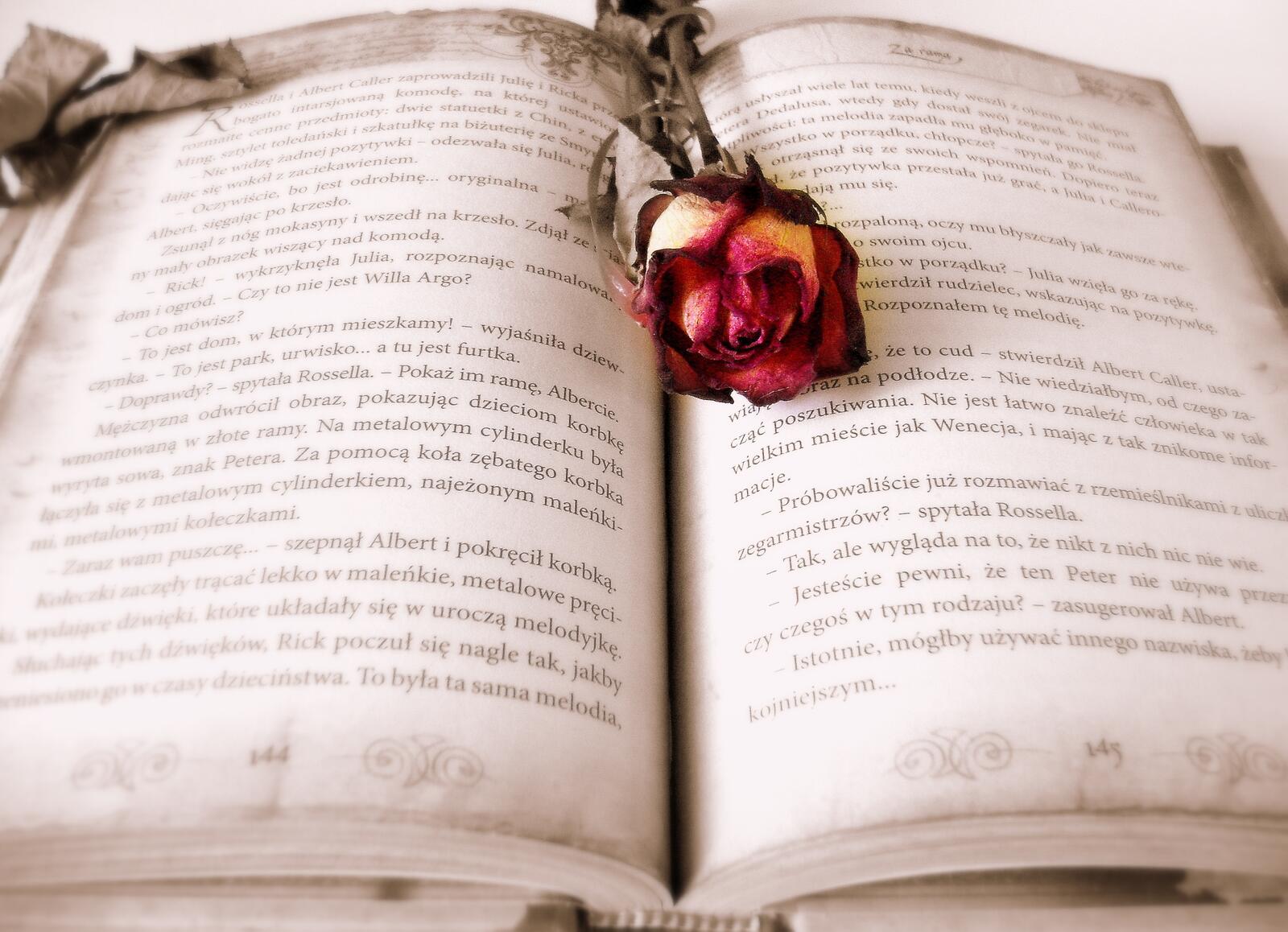 Free photo A dried rose in an ancient book