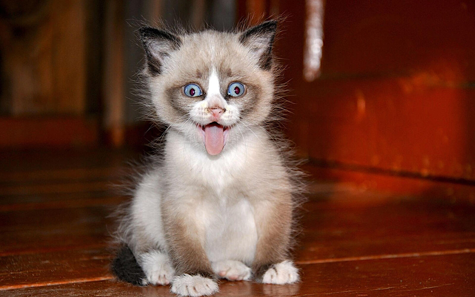 Бесплатное фото Маленький озорной котенок показывает язык