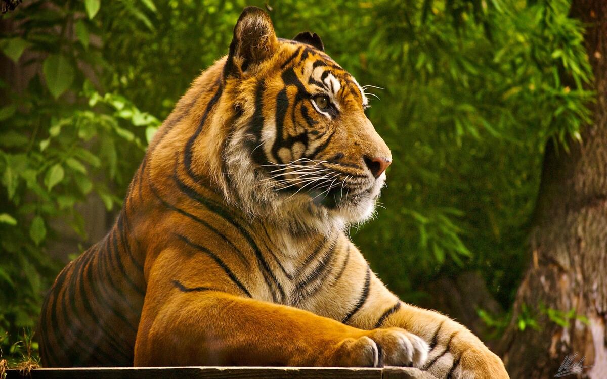 Тигр отдыхает в джунглях
