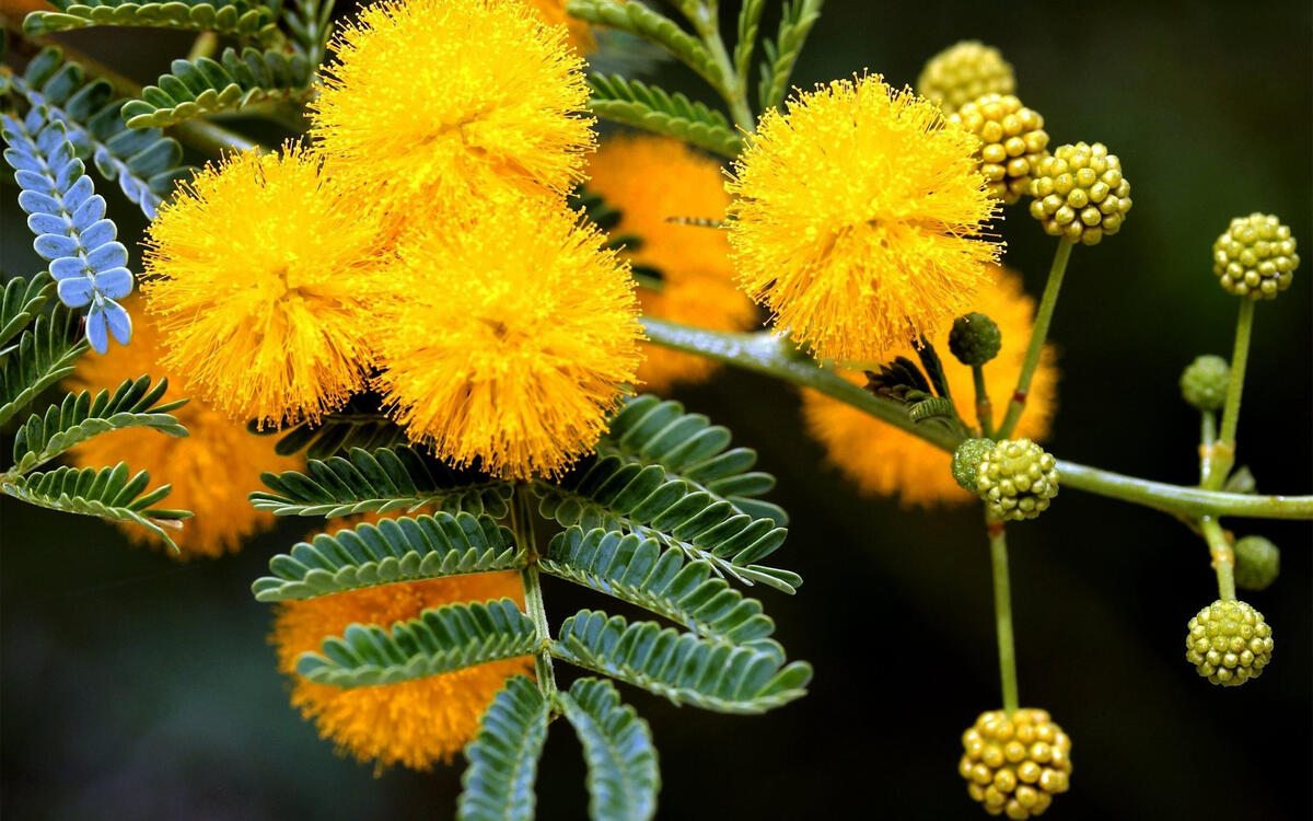 A sprig with yellow mimosa flowers