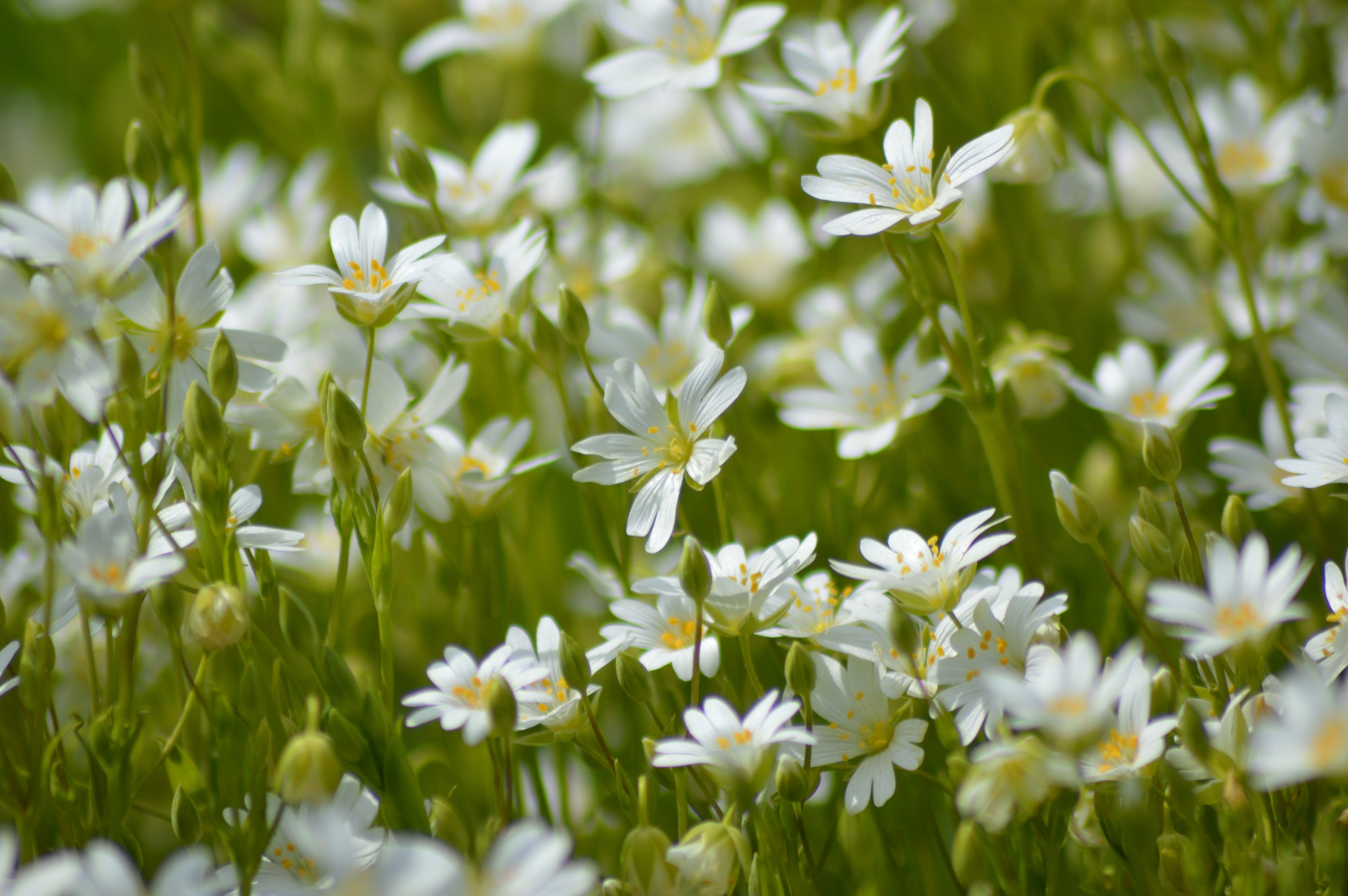 Wallpaper with white daisies on a green field